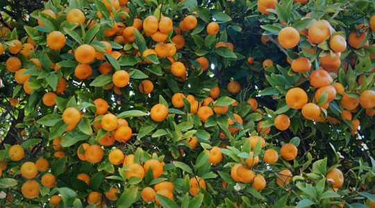 柑橘類1